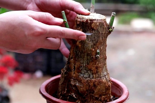 小发财树的养殖方法，生长旺季少施氮肥可避免徒长