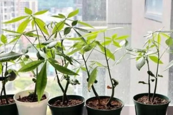 小发财树的养殖方法，生长旺季少施氮肥可避免徒长