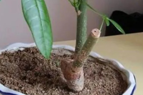 小发财树的养殖方法，生长旺季少施氮肥可避免徒长