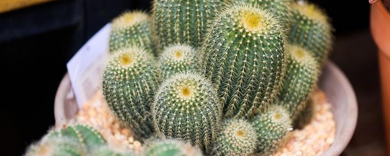 仙人球怕冷吗，仙人球怕冷