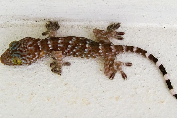 壁虎是虎吗，壁虎不是虎