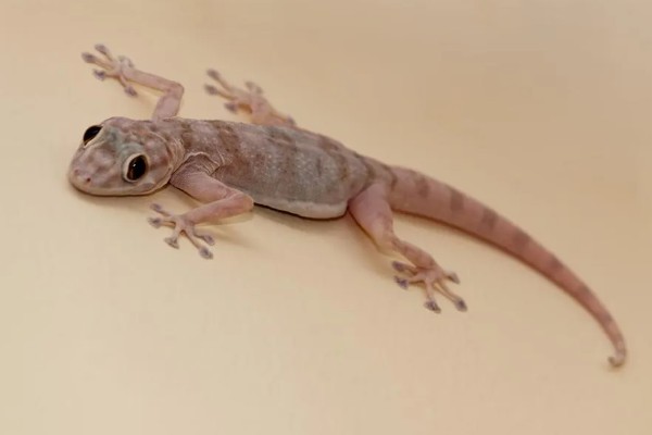 壁虎是虎吗，壁虎不是虎