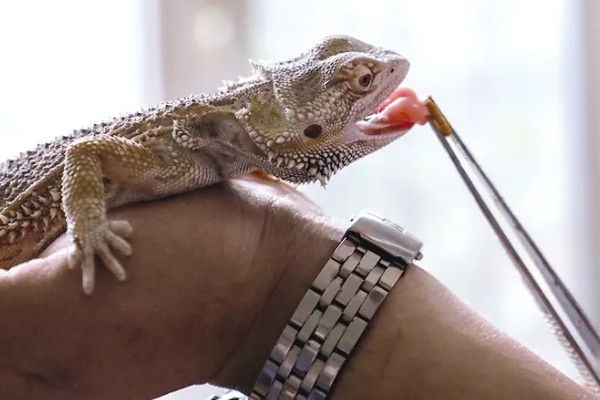 壁虎是虎吗，壁虎不是虎