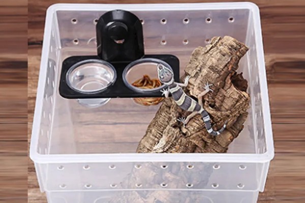 壁虎是虎吗，壁虎不是虎