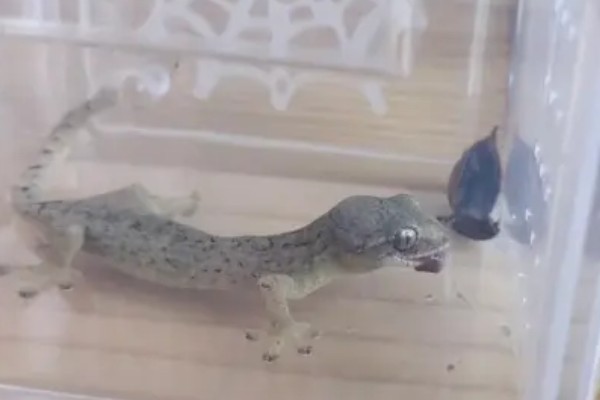 壁虎是虎吗，壁虎不是虎