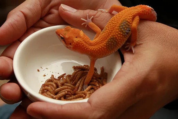 壁虎是虎吗，壁虎不是虎