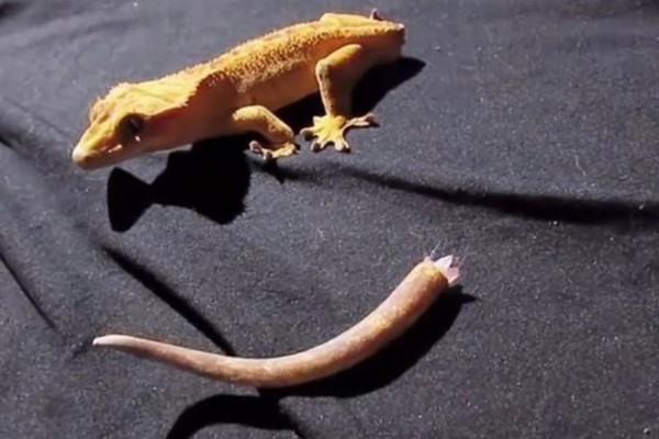 壁虎是虎吗，壁虎不是虎