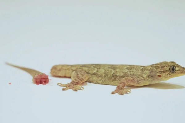 壁虎是虎吗，壁虎不是虎