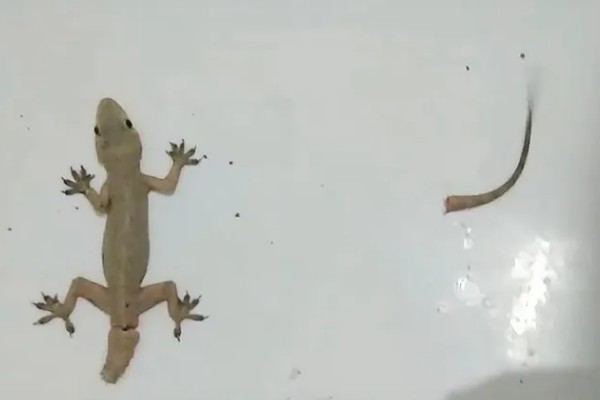 壁虎是虎吗，壁虎不是虎