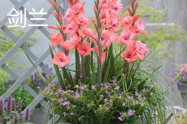 开业送什么花合适，推荐蝴蝶兰、剑兰等