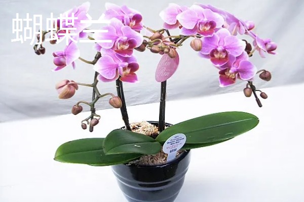 开业送什么花合适，推荐蝴蝶兰、剑兰等