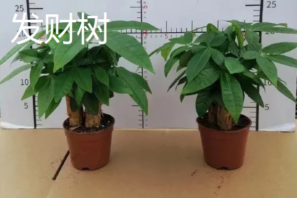 开业送什么花合适，推荐蝴蝶兰、剑兰等