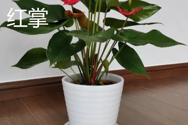 开业送什么花合适，推荐蝴蝶兰、剑兰等