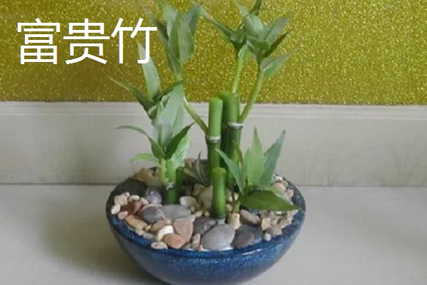 开业送什么花合适，推荐蝴蝶兰、剑兰等