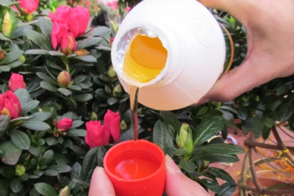 开业送什么花合适，推荐蝴蝶兰、剑兰等