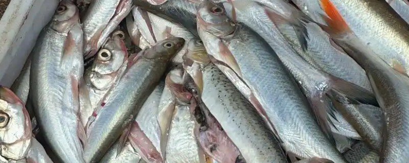 翘嘴与白条的区别，形态、习性等方面不同