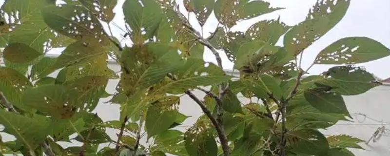 樱花病害症状与防治方法，常见的有穿孔性褐斑病、叶枯病等