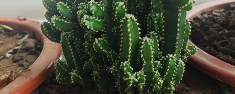 万重山的过冬方法，套上塑料膜可避免受冻