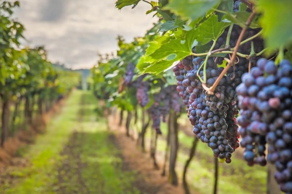 葡萄的分布范围，世界各地均有栽培