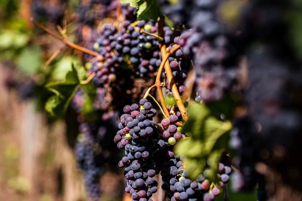 葡萄的分布范围，世界各地均有栽培