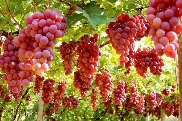 葡萄的分布范围，世界各地均有栽培