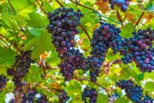 葡萄的分布范围，世界各地均有栽培