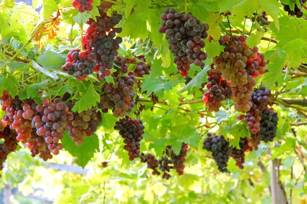 葡萄的分布范围，世界各地均有栽培