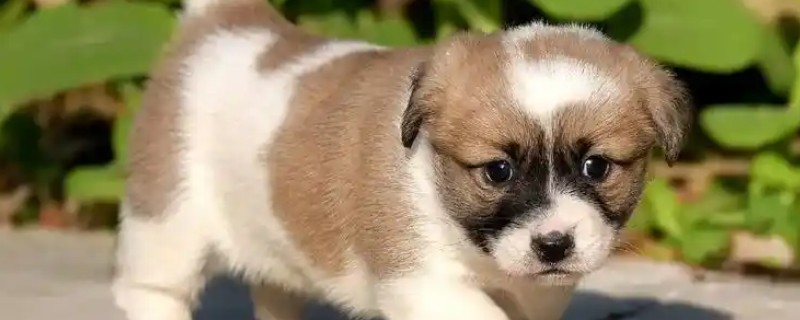 狗狗肚子一直咕噜叫的原因，可能是感到饥饿、体内有寄生虫等因素所致