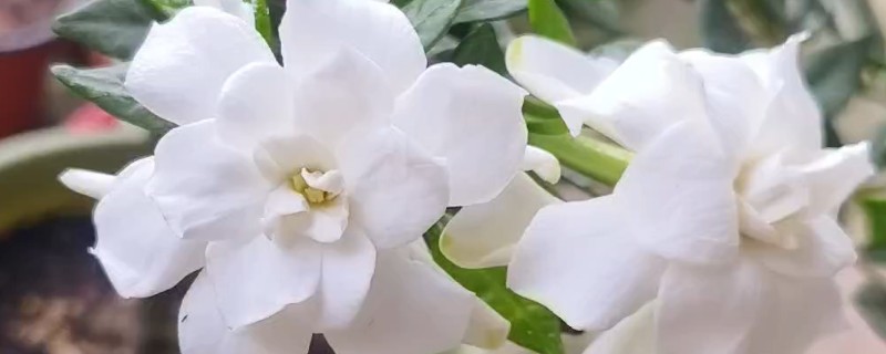 栀子花第一批花苞的外观，顶部尖细但底端肥厚