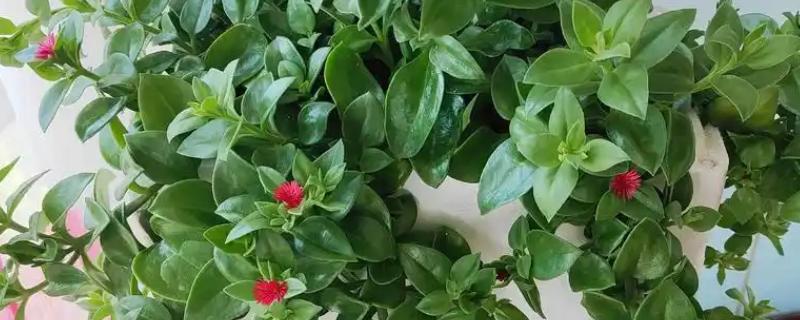 让牡丹吊兰花开繁盛的方式，春天应该2-3天浇水一次