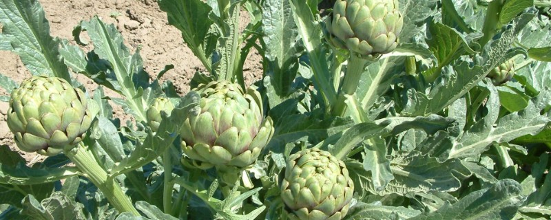 朝鲜蓟在中国的叫法，一般叫做菜蓟