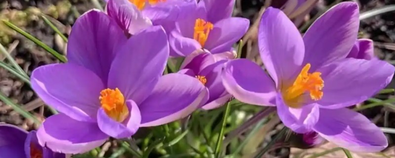 藏红花的生长环境要求，喜冷凉湿润和半阴环境