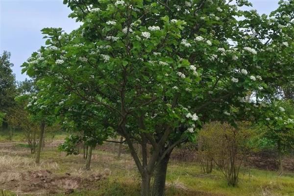 山楂树叶子发黄怎么防治，需及时补充水分