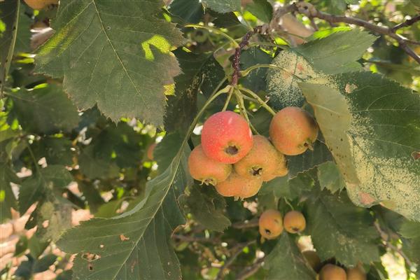 山楂树叶子发黄怎么防治，需及时补充水分