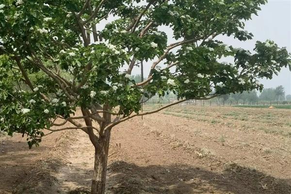 山楂树叶子发黄怎么防治，需及时补充水分