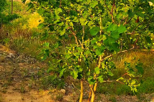 山楂树叶子发黄怎么防治，需及时补充水分