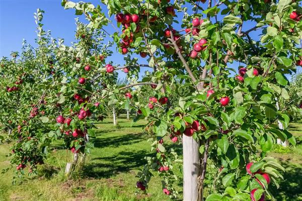山楂树叶子发黄怎么防治，需及时补充水分
