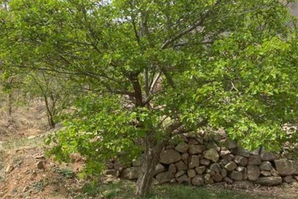 山楂树叶子发黄怎么防治，需及时补充水分