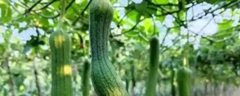 露天丝瓜的修剪方法，将长势差的枯萎枝、细弱枝剪除