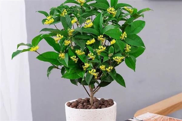 在家种桂花树的禁忌,不能放在卧室和厨房中