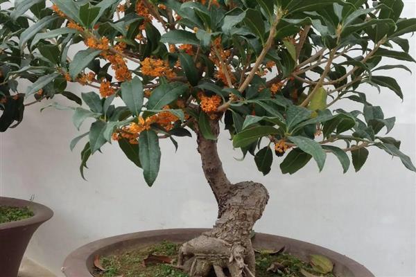 在家种桂花树的禁忌,不能放在卧室和厨房中