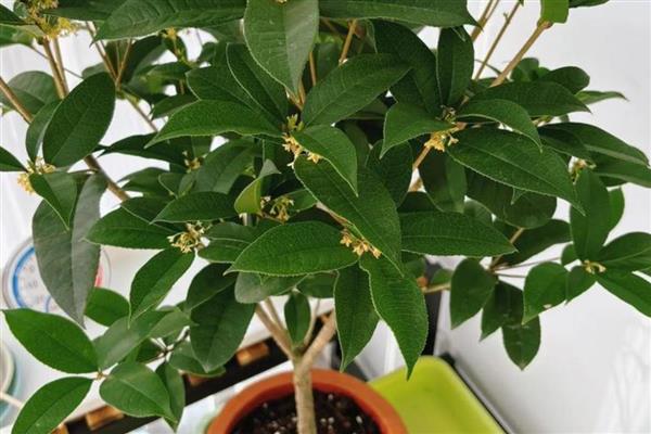 在家种桂花树的禁忌,不能放在卧室和厨房中