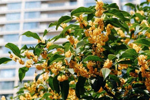 在家种桂花树的禁忌,不能放在卧室和厨房中