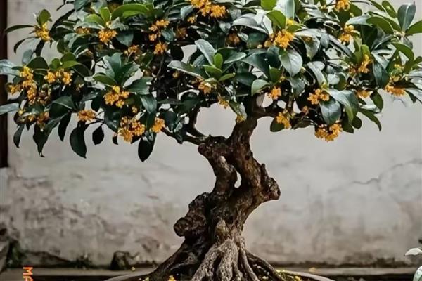 在家种桂花树的禁忌,不能放在卧室和厨房中