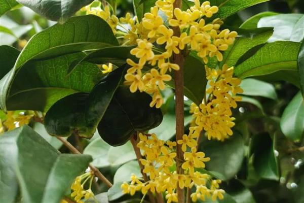 在家种桂花树的禁忌,不能放在卧室和厨房中