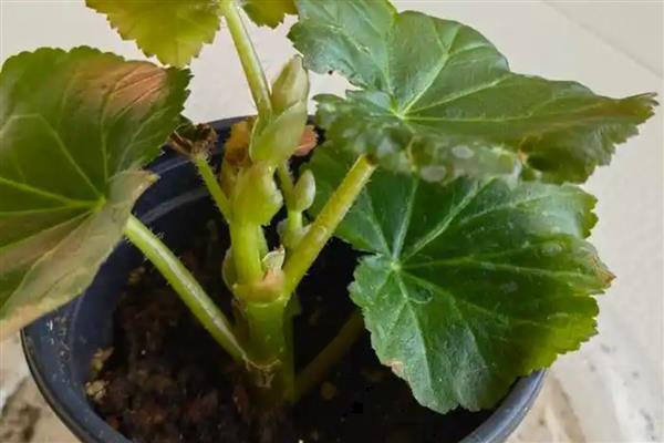 丽格海棠叶插生根的方式,将它放在通风阴凉处进行养护