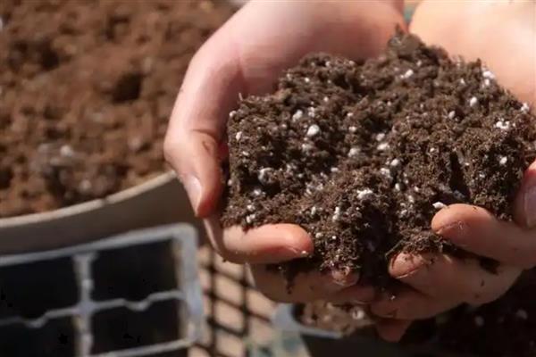 丽格海棠叶插生根的方式,将它放在通风阴凉处进行养护