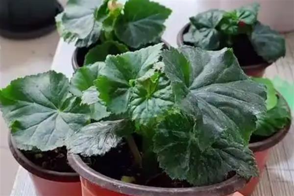 丽格海棠叶插生根的方式,将它放在通风阴凉处进行养护