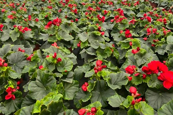 丽格海棠叶插生根的方式,将它放在通风阴凉处进行养护