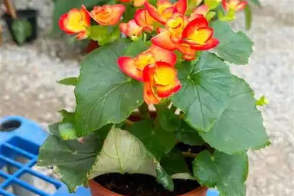 丽格海棠叶插生根的方式,将它放在通风阴凉处进行养护